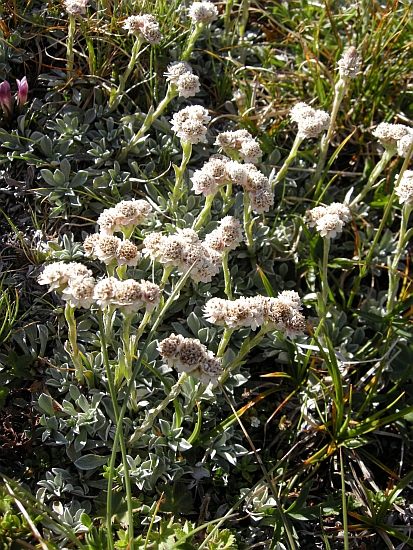 Antennaria dioica / Sempiterni di montagna